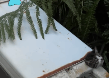 M17100012Emergency Rescue Kitten’s Head Trapped in Washing Machine Drain_part2