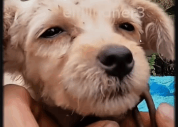 M1810001 Lo dejo amarrado solo por ladrar en las noches