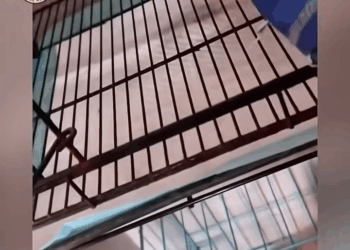 M1810003 Blind Puppy Ate Rocks Just to Survive… Until Kindness Changed Everything part2