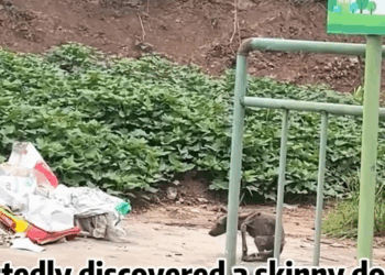 M1810004 Helpless Dog Found in a Pile of Rubbish… Until a Kind Woman Came part2