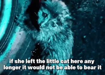 M2010003 Alone in the Rain A Cat’s Rescue Beside a Car Tire part2