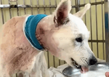 M1810005 A Heartbroken Dog’s Path From Fear to Faith in Humans Again part2