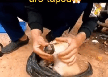 M1810006 #greenscreenvideo The puppy in the garbage truck 😭😭🥺🥺🥺#fyp #dog #puppy #foryou #pet #abandoned #doglovers part2