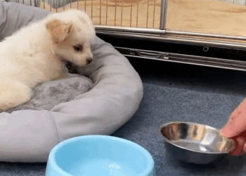 M1810007 Rescue a puppy #animals #rescueanimals #rescue #dog #puppy #animaloftiktok part2\