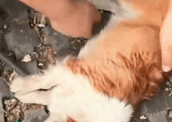 M1810009 #straydog #viralviedo #lonelydog #lovememode #spayandneuter #abandoned #rescue #dogtok #savepuppy #mandaluyong part2