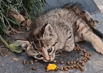 M1810011 look at those eyes