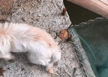 M1810013 Today, while I was out for a walk, I suddenly discovered a dog that had fallen into the water under the bridge I was crossing