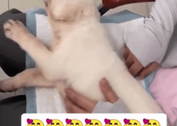 M2010004 An abandoned puppy got a second chance Sacred Heart Cathedral Ho Bankoe part2