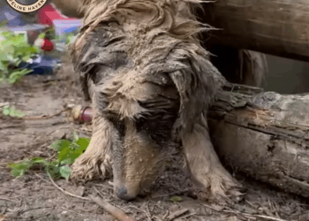 M1810008_Freezing and Covered in Mud, a Border Collie Was Left to Die — Then Came a Miracle_part2