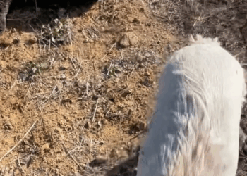 M1810015 A Life Saved Dog Pulled to Safety from River part2