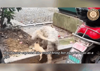 M1810016 A Mother’s Love Saving Her Baby From the Cruel World part2