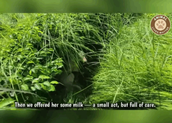 M1810017 Broken, but never beyond healing part2