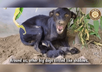 M1810019 From pain to peace — their journey starts here part2