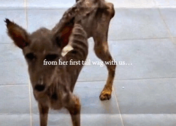 M1810021 Reel by MrDogy (2) part2