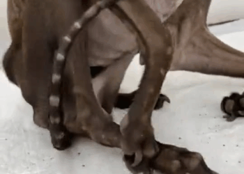 M2010001 Você pode ajudar a Rafael Ela é uma das mais debilitadas, está muito magra, todos os seus ossos estão muito evidentes, os dos pés e da cauda cheg part1