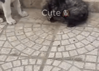 M2010002 while i was coming home from work i saw these two poor dogs abandoned and chained by the bridge so pitiful i didn’t hesitate to run over and unch part1