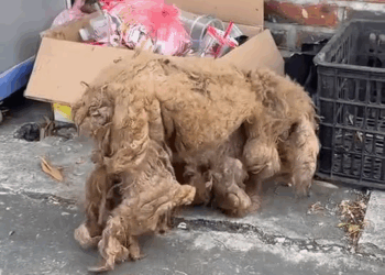 M2010003 Recuse the poor abandoned puppy cover a long dirty hair will you save it #animal #help #save #love #animallove #foryou #dog #pet part1