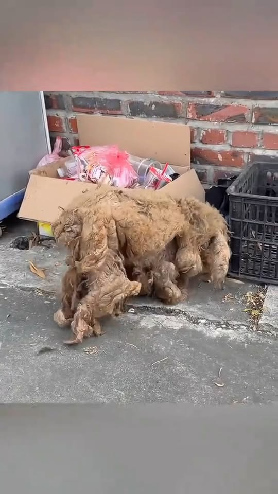 M2010003 Recuse the poor abandoned puppy cover a long dirty hair will you save it #animal #help #save #love #animallove #foryou #dog #pet part1