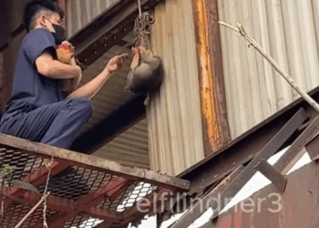 M2010005 I can’t understand what this poor dog did wrong that its owner treated it like that