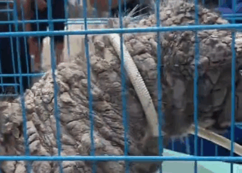 M2010006 What a difference two weeks made for Poleng