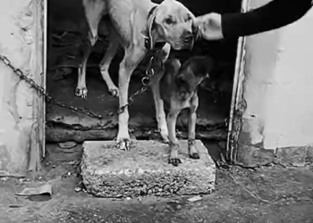 M2010007 Toda vida merece uma chance