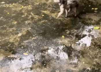 M2010008 I found the little dog abandoned in the rain, and she cried out to me for help,and then…#rescue #animals #dog #love #fyp part1