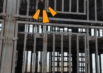 M2010009 A kind family rescued a newborn piglet that fell from a truck, and then this happened