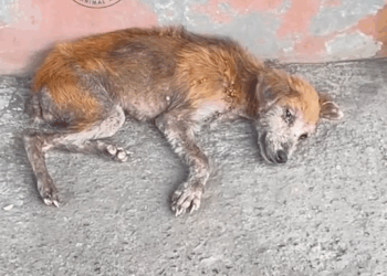 M2010010 Star ❤️ #aspin #rescuedog #foryou part1