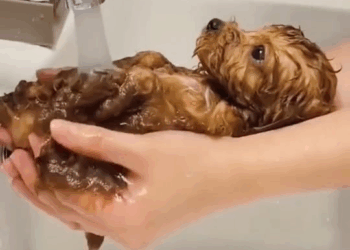 M2010011 The girl fond a dirty stray puppy…🐶🥰#tiktok #fyp #rescuedog #puppy #cute part1