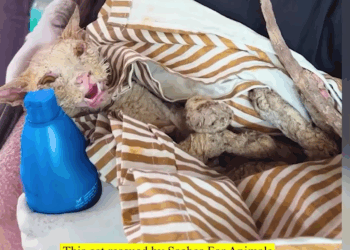 M2010006 Rescued a cat that had become blind after falling into a paint can part2