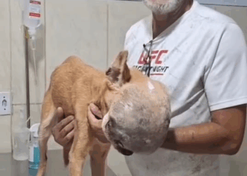 M2010012 UMA VIDA PEDINDO SOCORRO part1