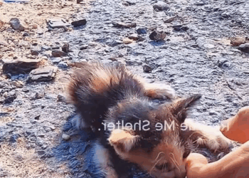 M2010013 I was cooking in the house when I heard a strange noise outside part1