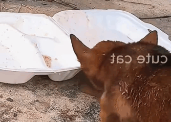 M2010014 Today while walking in the park I saw a poor little dog rummaging through a box of leftover food under the chair part1