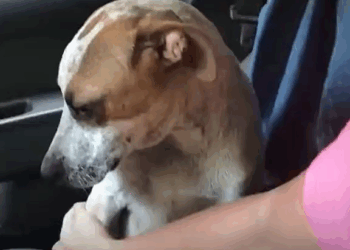 M2010015 a sensação de ser vista pela primeira vez #pet #dog #puppy #fypシ #foryou #puppylove #rescuepuppy #maede4patas🐶❤️ #adote #resgatedeanimais #ajude part1