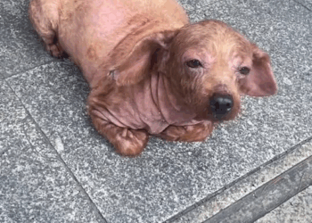 M2010016 From a distance, I spotted a stray dog crawling on the ground 🥹#dog #rescuedog #straydog #animalrescue #emotional #help part1