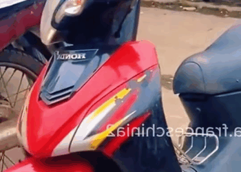 M2210001 This poor dog was paralyzed after being abandoned by its owner part2