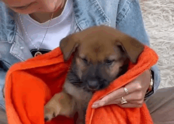 M2210002 The poor little dog was exhausted from hunger lying on the street corner