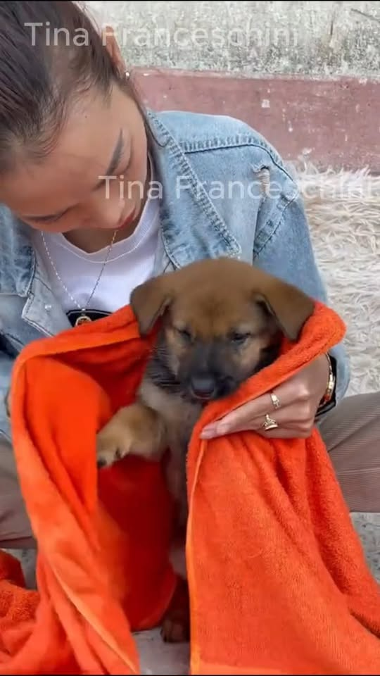 M2210002 The poor little dog was exhausted from hunger lying on the street corner