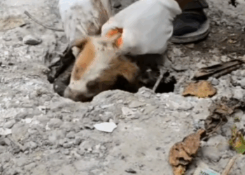 M2010007 parte 2055 rescue of a small abandoned dog trapped in a hole❤️ #heroes #rescue #puppy #trapped #helppuppydifficulty #dogsoftiktok #animalssave part2
