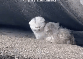 M2210003 Two poor stray cats wandering on the street I passed by and saw them and couldn’t ignore them so I took them home to take care of them and give t part2