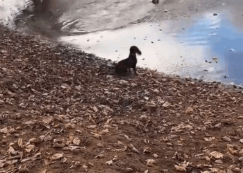 M2210004 Rescue stray dogs#🐕 #dog #dogs #dogsoftiktok #rescuedog #doglovers #cutedogs #funnydog #straydog 🥹🥹🥹 part2
