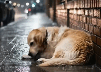 M2210005 Kind Grand Mother Rescues a Helpless Dog 😭#rescue #animals #dogsoftiktok #dogs #usa part2