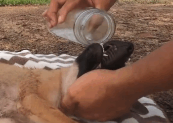 M2210009 Toda vida importa 🤍 #resgateanimal #rescuepuppy #pet #adote #puppy #foryou #fypシ part2