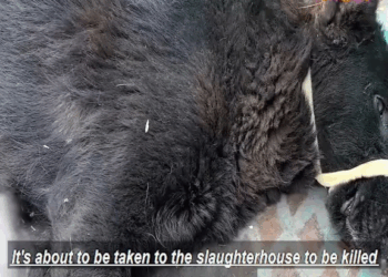 M2010008 Dog with huge tumor was taken to slaughterhouse by owner