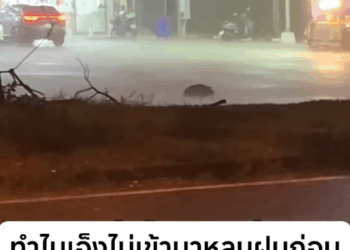 M2210014 oh my god poor dog