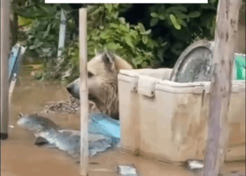 M2210015 Because you don’t see him as family. You see him as just a pet. When he leaves, you just feel sorry, but not sad. Because you just find a new one. Part 2