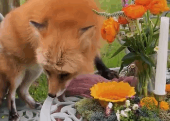 M2210016 Rescuing a young fox with an injured hind leg, I didn’t realize he was particularly fond of food and never picky about it