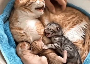 M2210017 Brave mother cat studies her kittens from the sewer until a man helps them all #animals #fbreelsfy part2