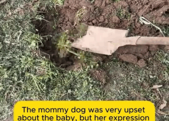 M2210018 Found a mama dog on the side of the road who just lost her baby