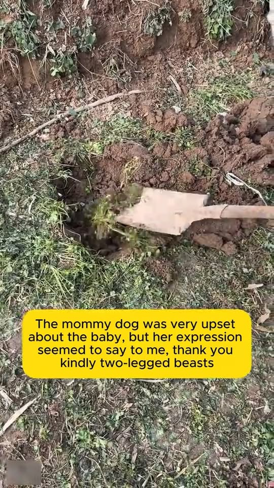 M2210018 Found a mama dog on the side of the road who just lost her baby